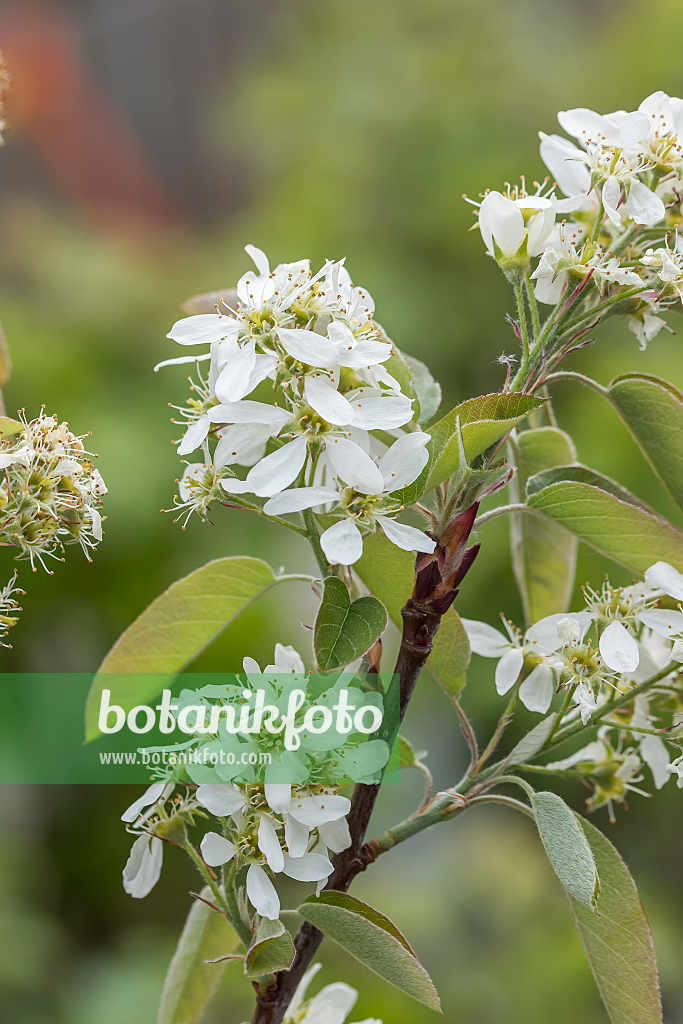 664034 - Erlenblättrige Felsenbirne (Amelanchier alnifolia 'Saskatoon Berry')