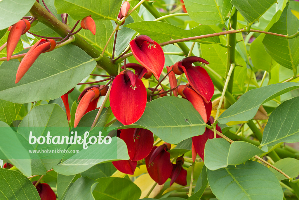 558325 - Érythrine crête-de-coq (Erythrina crista-galli)