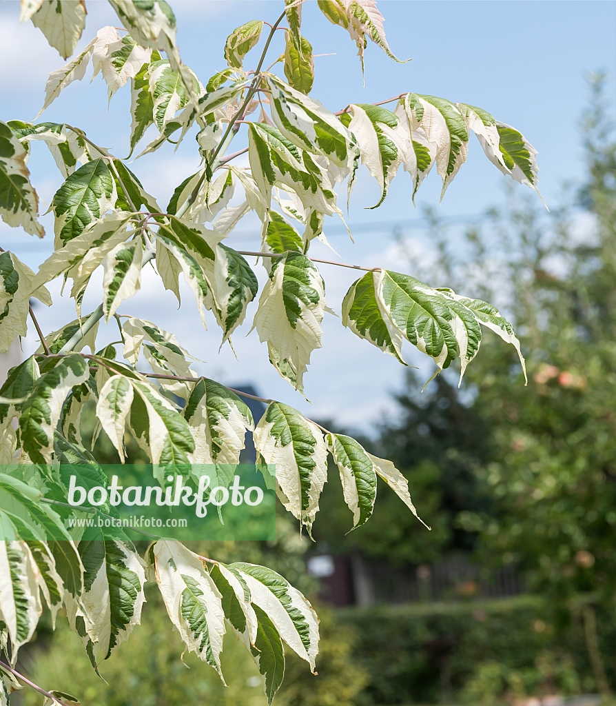 664003 - Eschenahorn (Acer negundo 'Flamingo')