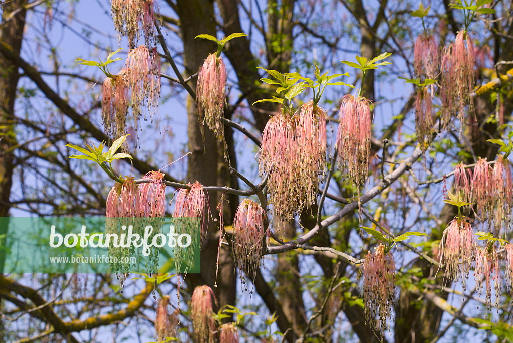 672069 - Eschenahorn (Acer negundo) mit männlichen Blüten