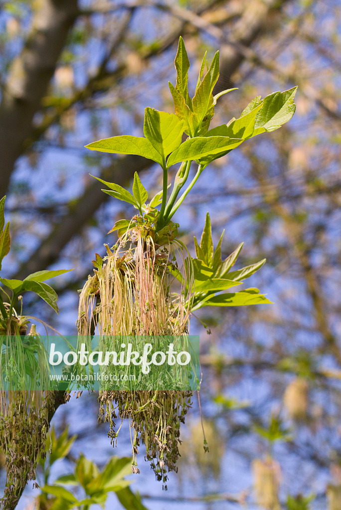 672070 - Eschenahorn (Acer negundo) mit weiblichen Blüten