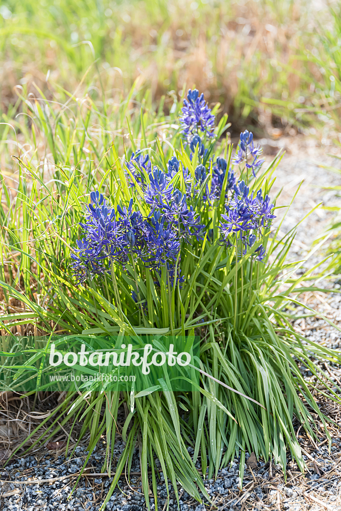 664061 - Essbare Prärielilie (Camassia quamash)