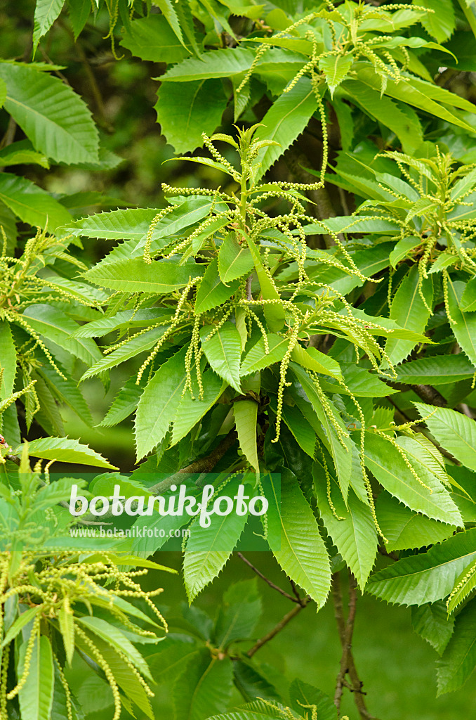 533244 - Esskastanie (Castanea sativa)