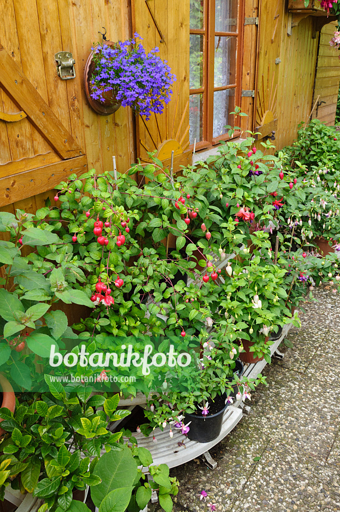 473201 - Etagère avec fuchsias près d'un abri de jardin
