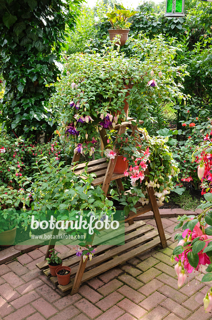 473203 - Etagère en bois avec fuchsias