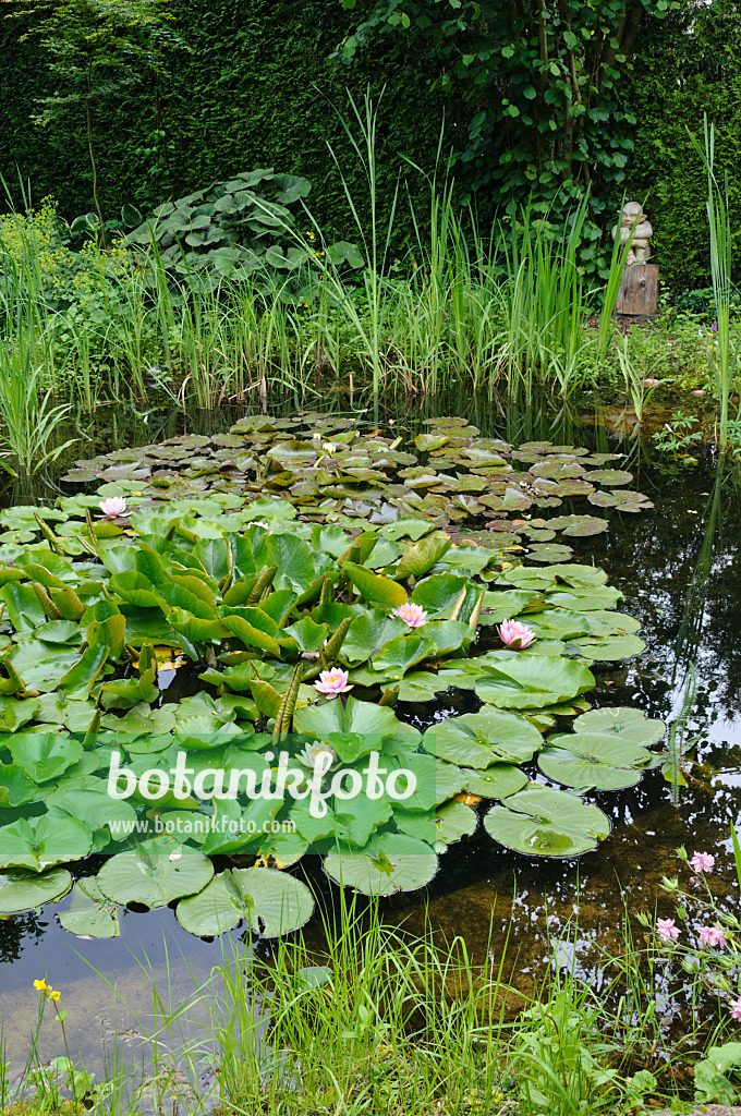 473085 - Étang de jardin avec des nénuphars (Nymphaea)