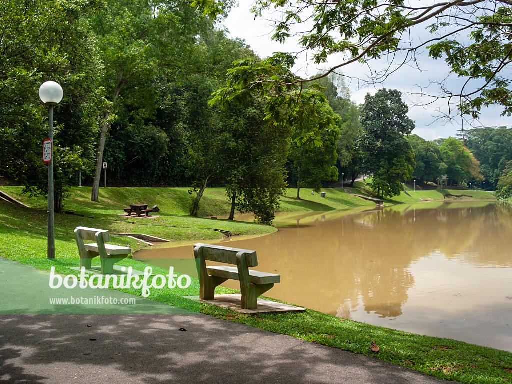 411070 - Étang, Kent Ridge Park, Singapour