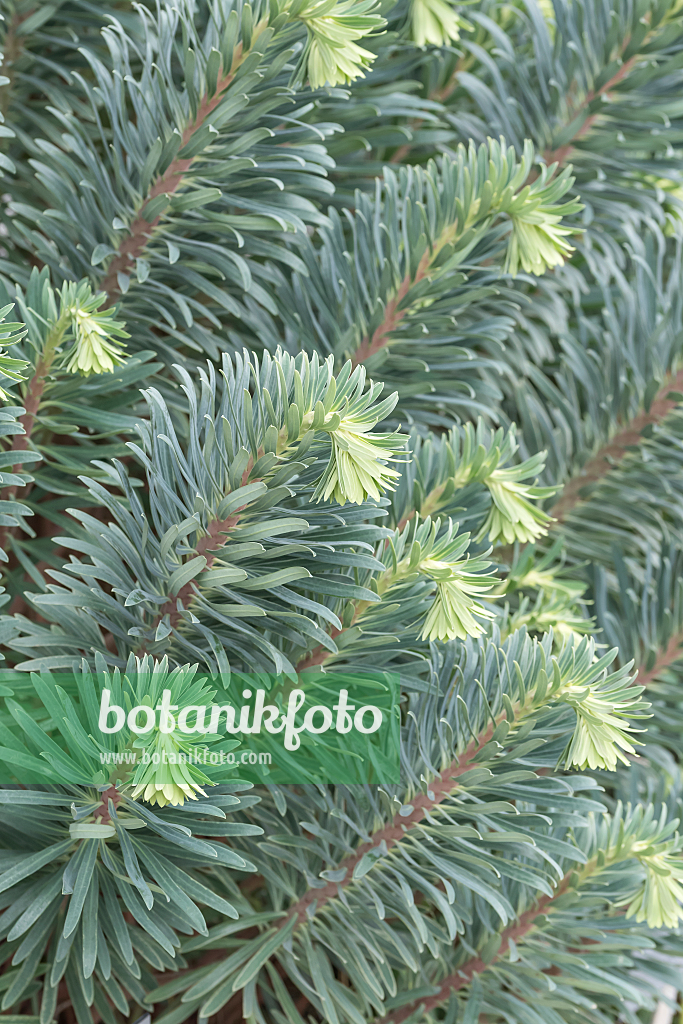 664145 - Euphorbe characias (Euphorbia characias)