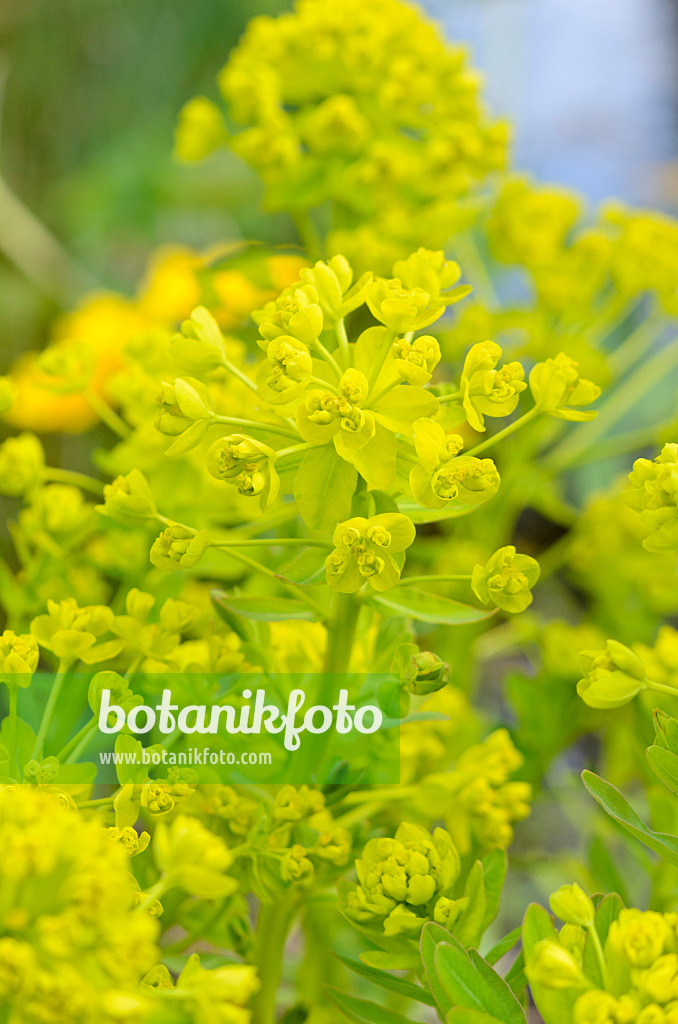 531182 - Euphorbe des marais (Euphorbia palustris)