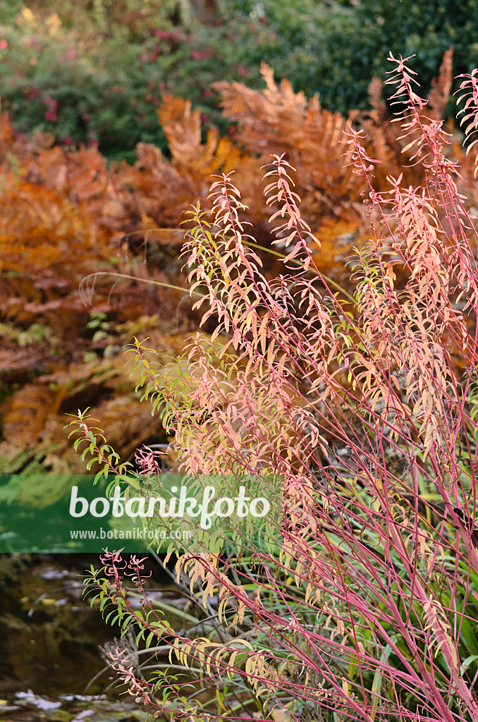 525289 - Euphorbe des marais (Euphorbia palustris 'Herbstfeuer')