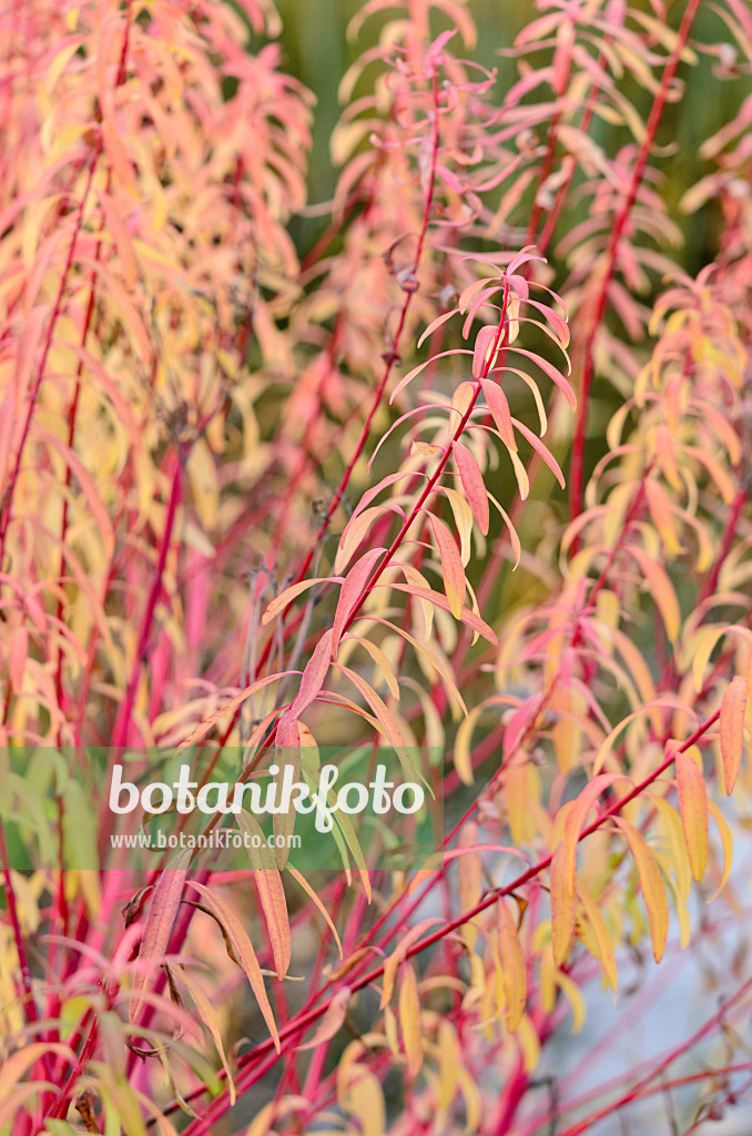 525292 - Euphorbe des marais (Euphorbia palustris 'Herbstfeuer')