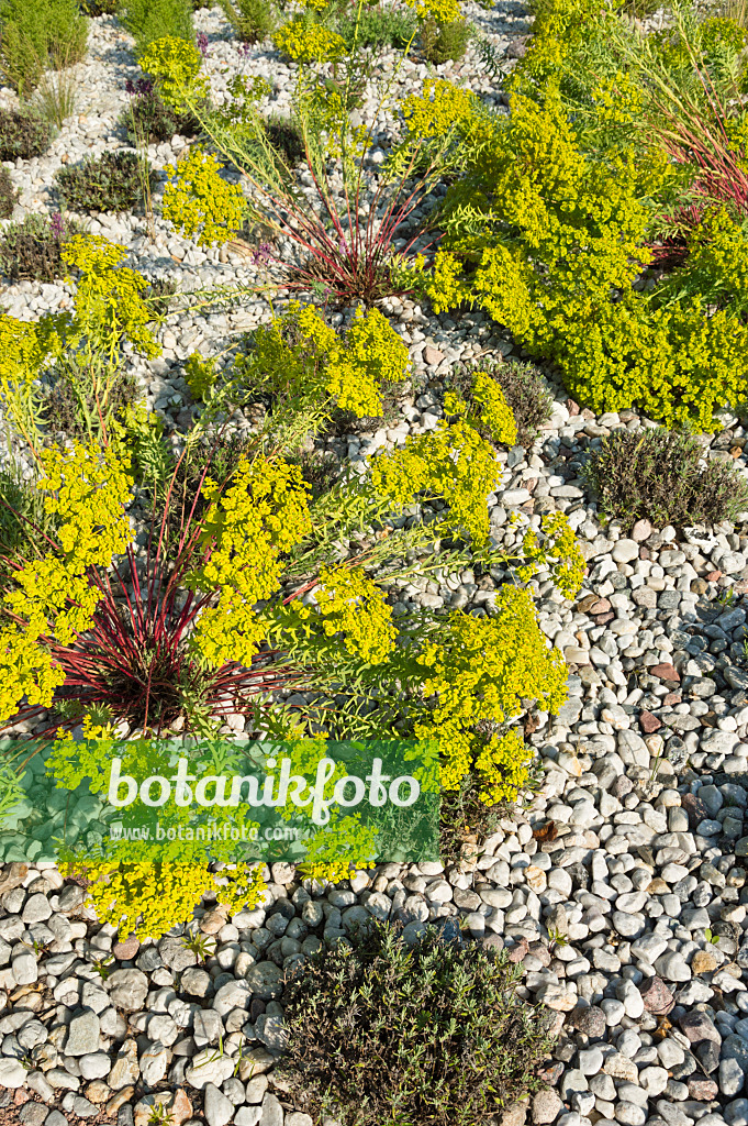 511003 - Euphorbe (Euphorbia) et lavande vrai (Lavandula angustifolia)