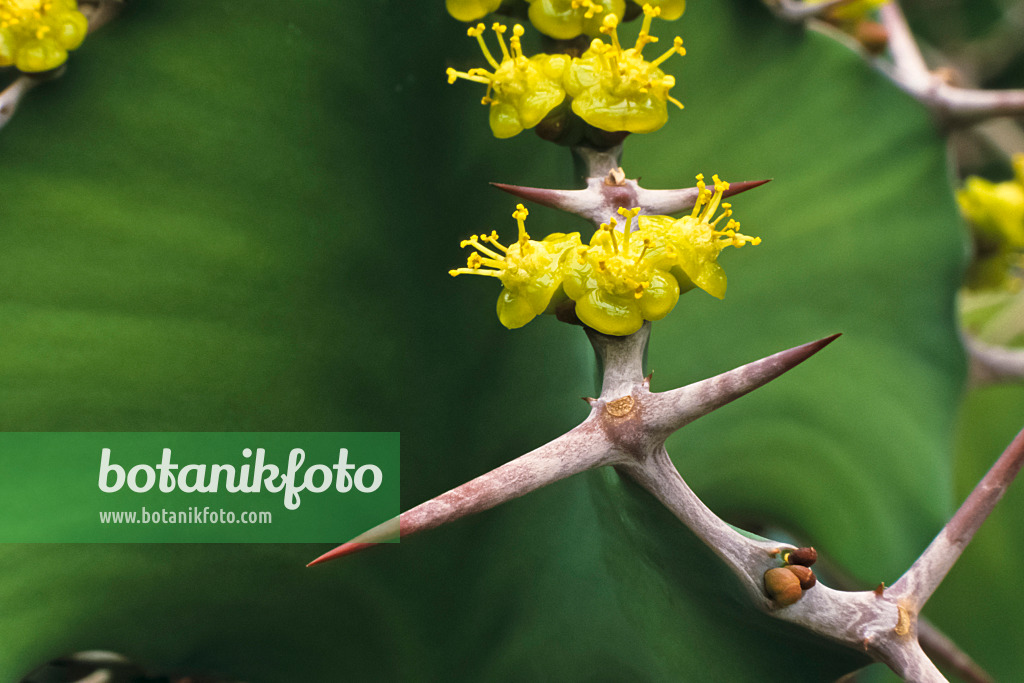 384012 - Euphorbe (Euphorbia grandicornis)