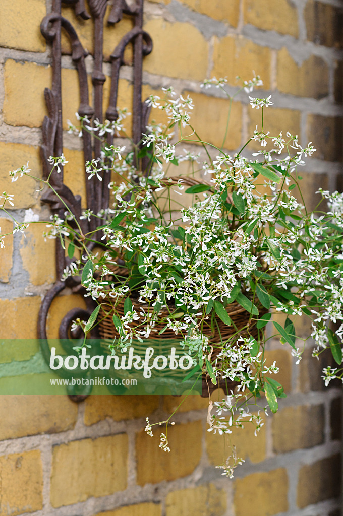 473257 - Euphorbe (Euphorbia hypericifolia 'Diamond Frost')