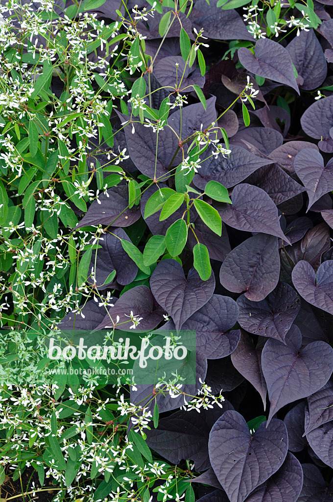 487223 - Euphorbe (Euphorbia hypericifolia 'Diamond Frost') et patate douce (Ipomoea batatas 'Black Heart')