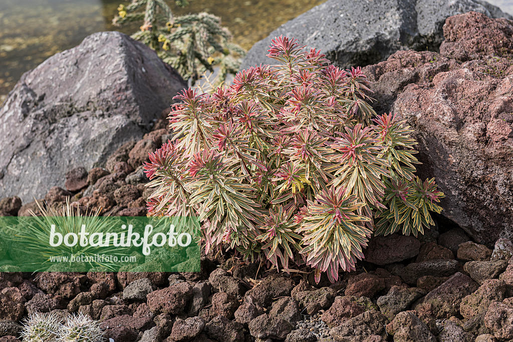 616390 - Euphorbe (Euphorbia x martinii 'Ascot Rainbow')