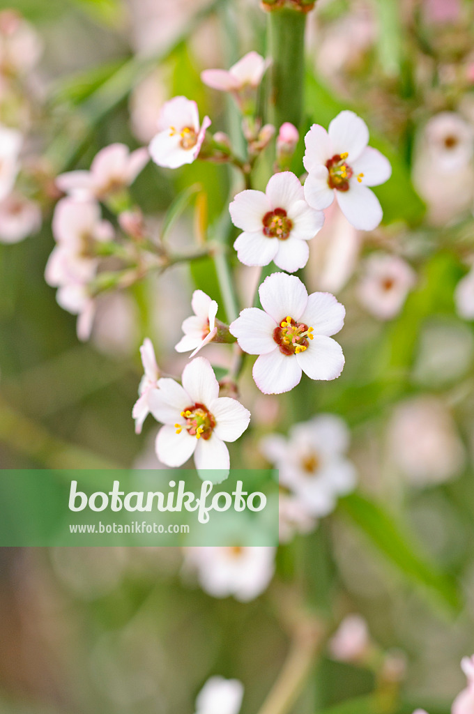 471083 - Euphorbe (Euphorbia xanti)