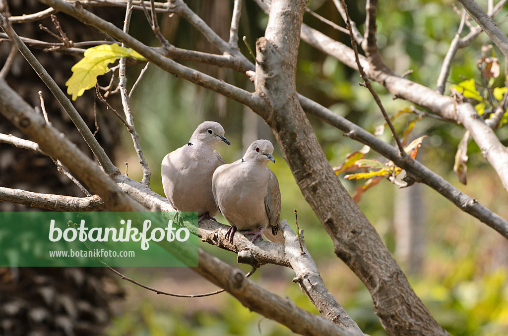 564142 - Eurasian collared dove (Streptopelia decaocto)