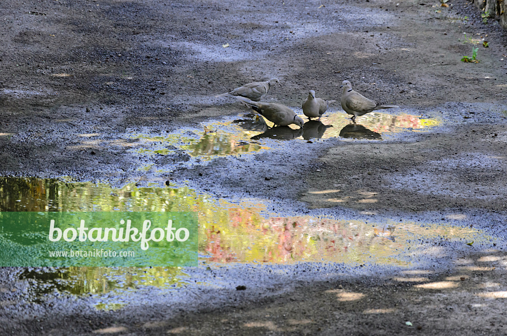 564031 - Eurasian collared dove (Streptopelia decaocto) and Eurasian collared doves (Streptopelia decaocto) in a reflecting puddle in sunlight