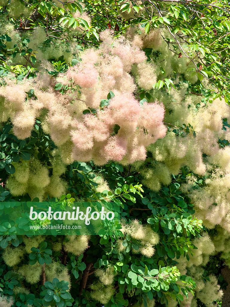 439266 - Eurasian smoke tree (Cotinus coggygria)