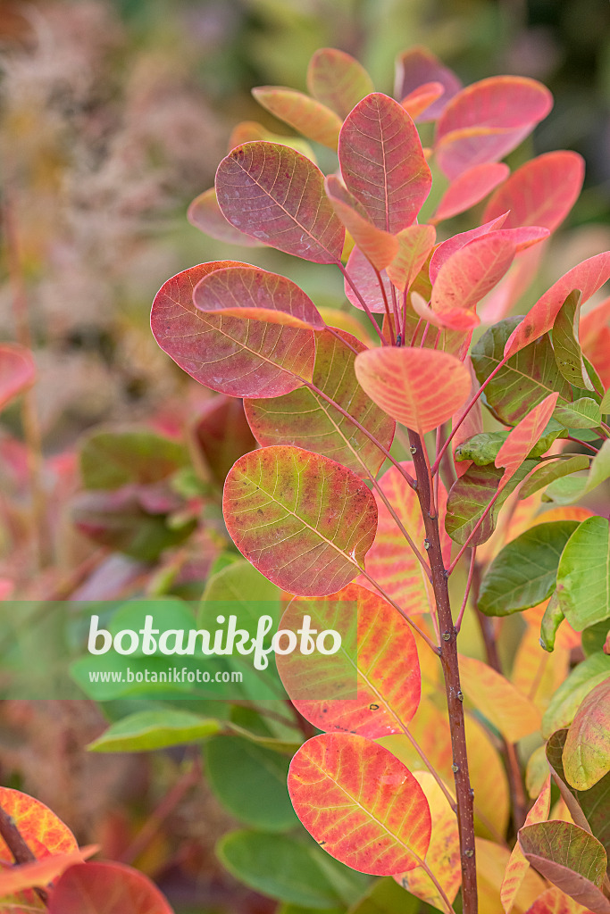 638071 - Eurasian smoke tree (Cotinus coggygria 'Young Lady')