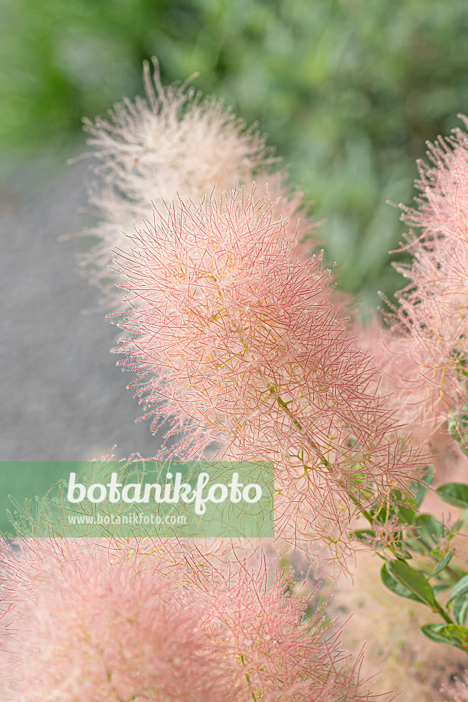 664106 - Eurasian smoke tree (Cotinus coggygria 'Young Lady')