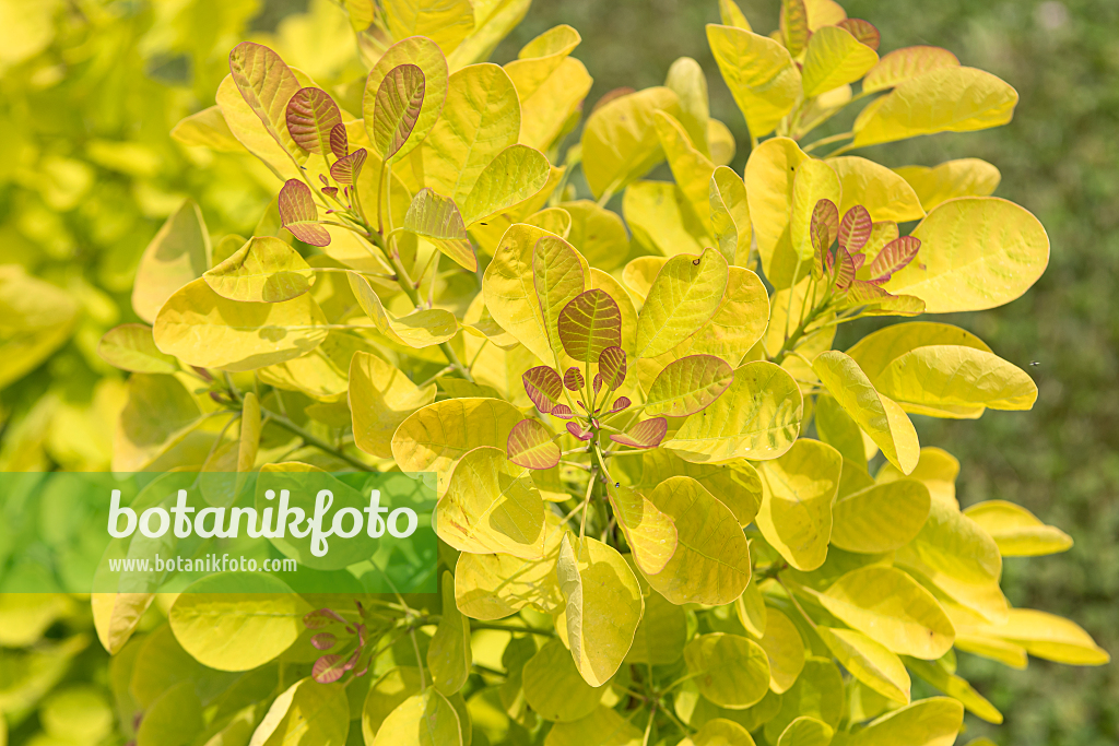 664107 - Europäischer Perückenstrauch (Cotinus coggygria 'Golden Lady')