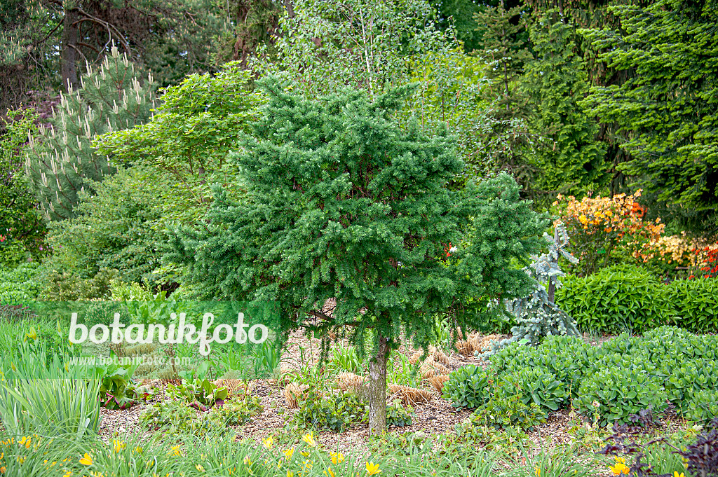 616414 - European larch (Larix decidua 'Little Bogle')