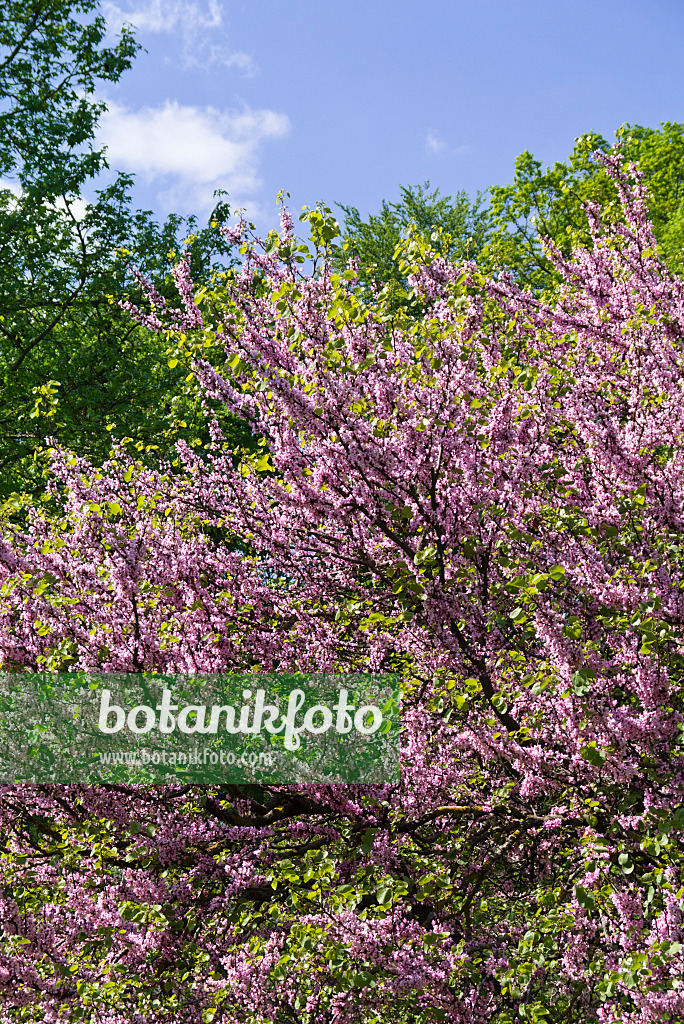 556119 - European redbud (Cercis siliquastrum)