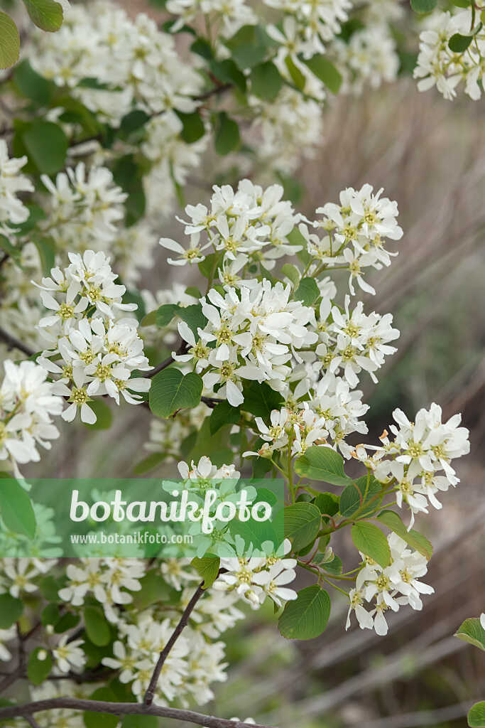 675005 - European service berry (Amelanchier ovalis syn. Amelanchier rotundifolia)