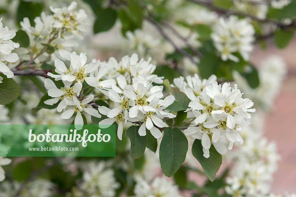 675006 - European service berry (Amelanchier ovalis syn. Amelanchier rotundifolia)