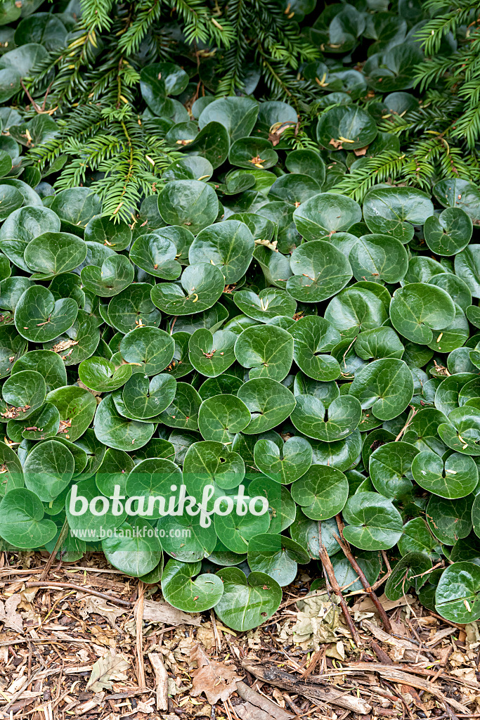 651084 - European wild ginger (Asarum europaeum)