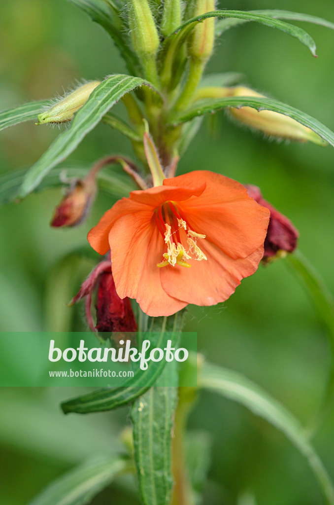 522037 - Evening primrose (Oenothera versicolor 'Sunset Boulevard')