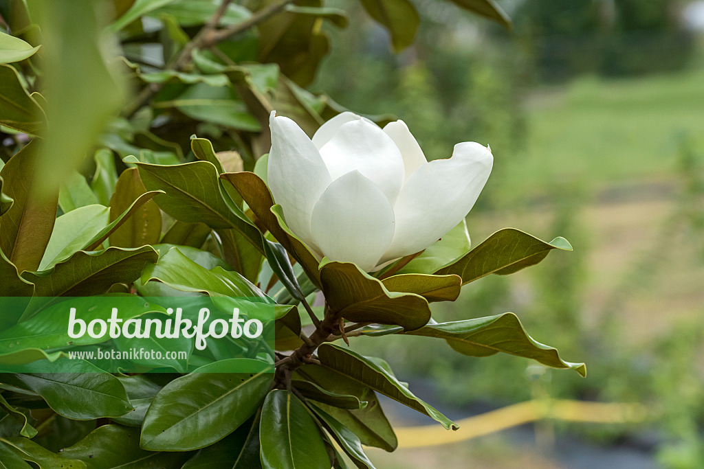 638162 - Evergreen magnolia (Magnolia grandiflora 'Baby Grand')