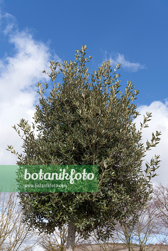 651458 - Evergreen oak (Quercus ilex)