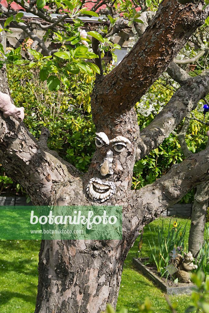 531222 - Face on the gnarled trunk of an apple tree in an allotment garden