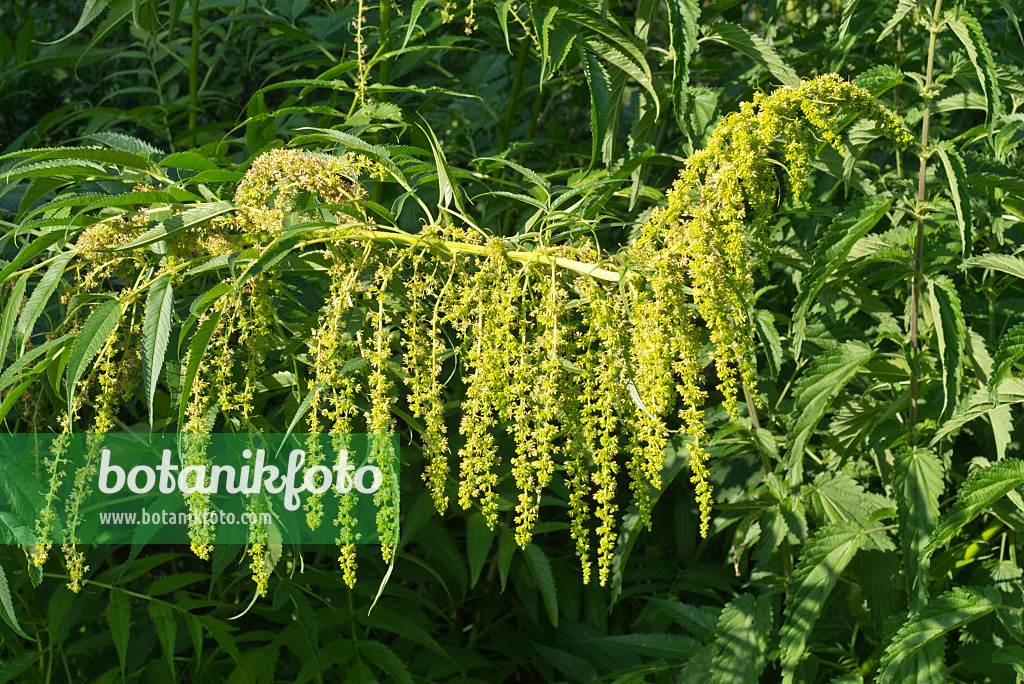 595009 - False hemp (Datisca cannabina)