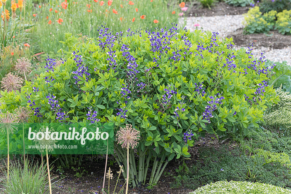 664047 - False indigo (Baptisia Decadence Blueberry Sundae)