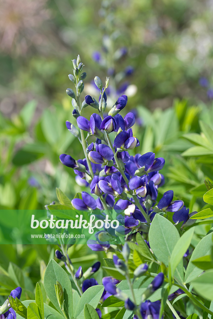 664049 - False indigo (Baptisia Decadence Blueberry Sundae)