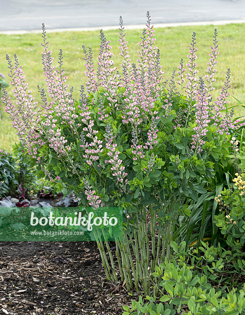 607009 - False indigo (Baptisia Decadence Pink Truffles)