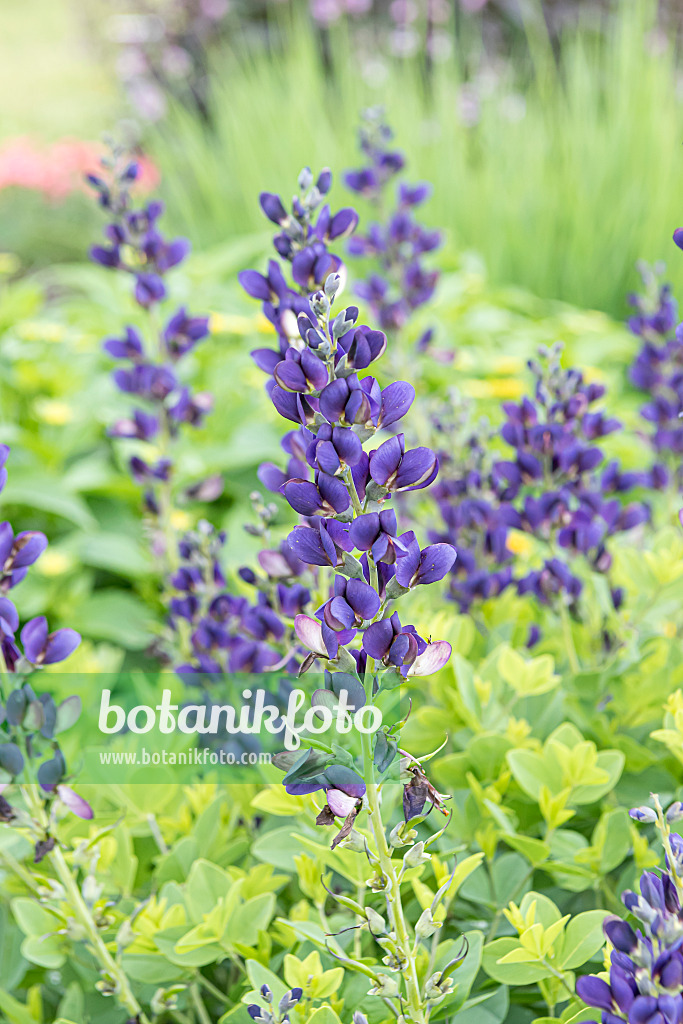 607010 - False indigo (Baptisia Decadence Sparkling Saphires)