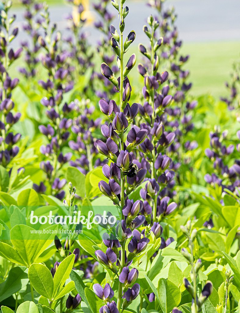 607008 - False indigo (Baptisia Indigo Spires)