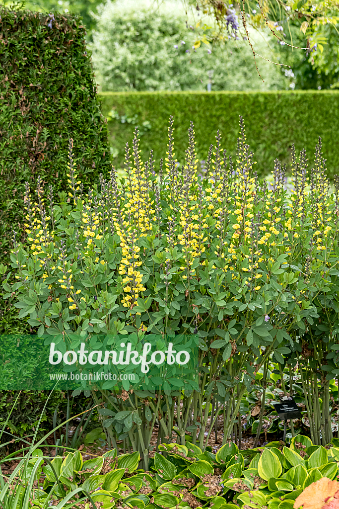 664044 - False indigo (Baptisia Lemon Meringue)