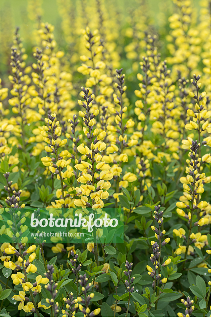 664045 - False indigo (Baptisia Lemon Meringue)