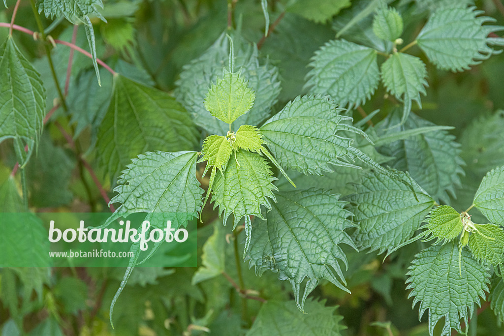 638039 - False nettle (Boehmeria tricuspis)