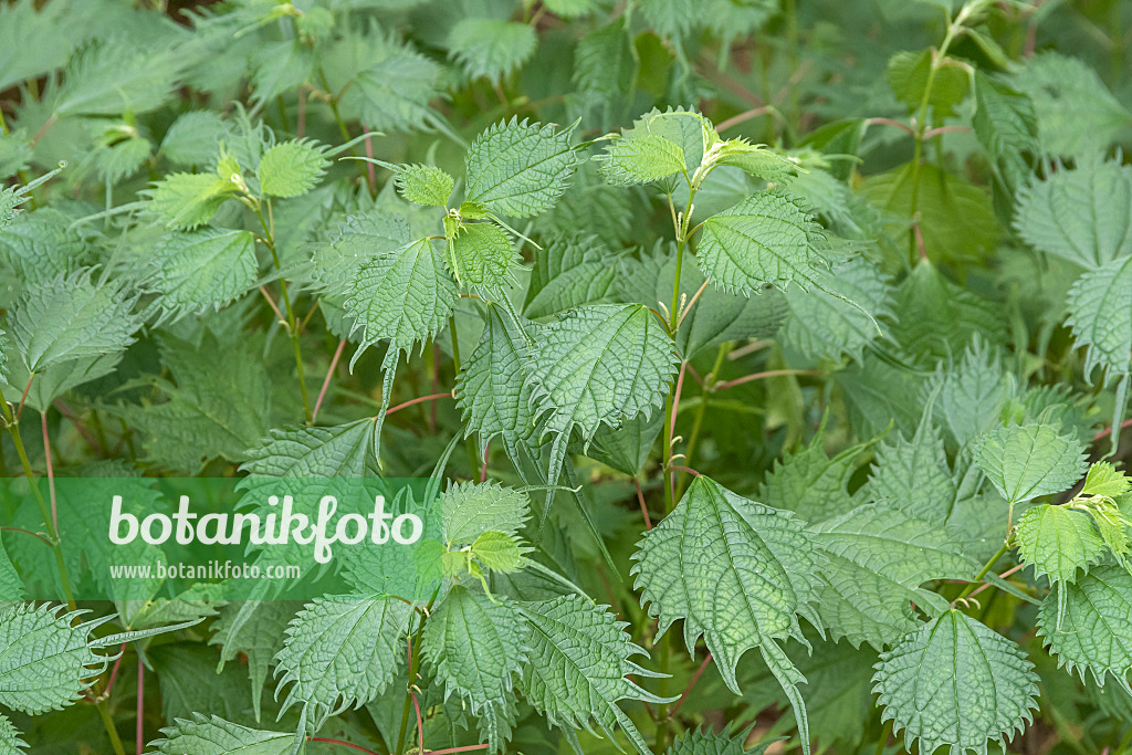 638040 - False nettle (Boehmeria tricuspis)