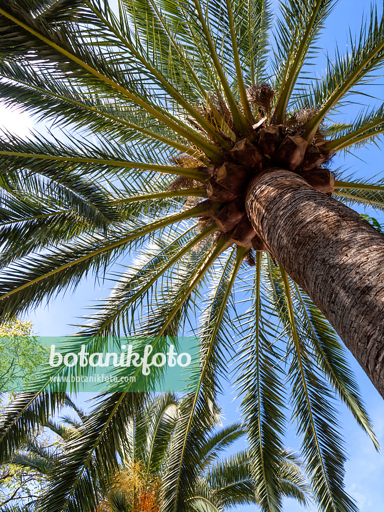 424051 - Fanned crowns of large palm trees with coconuts