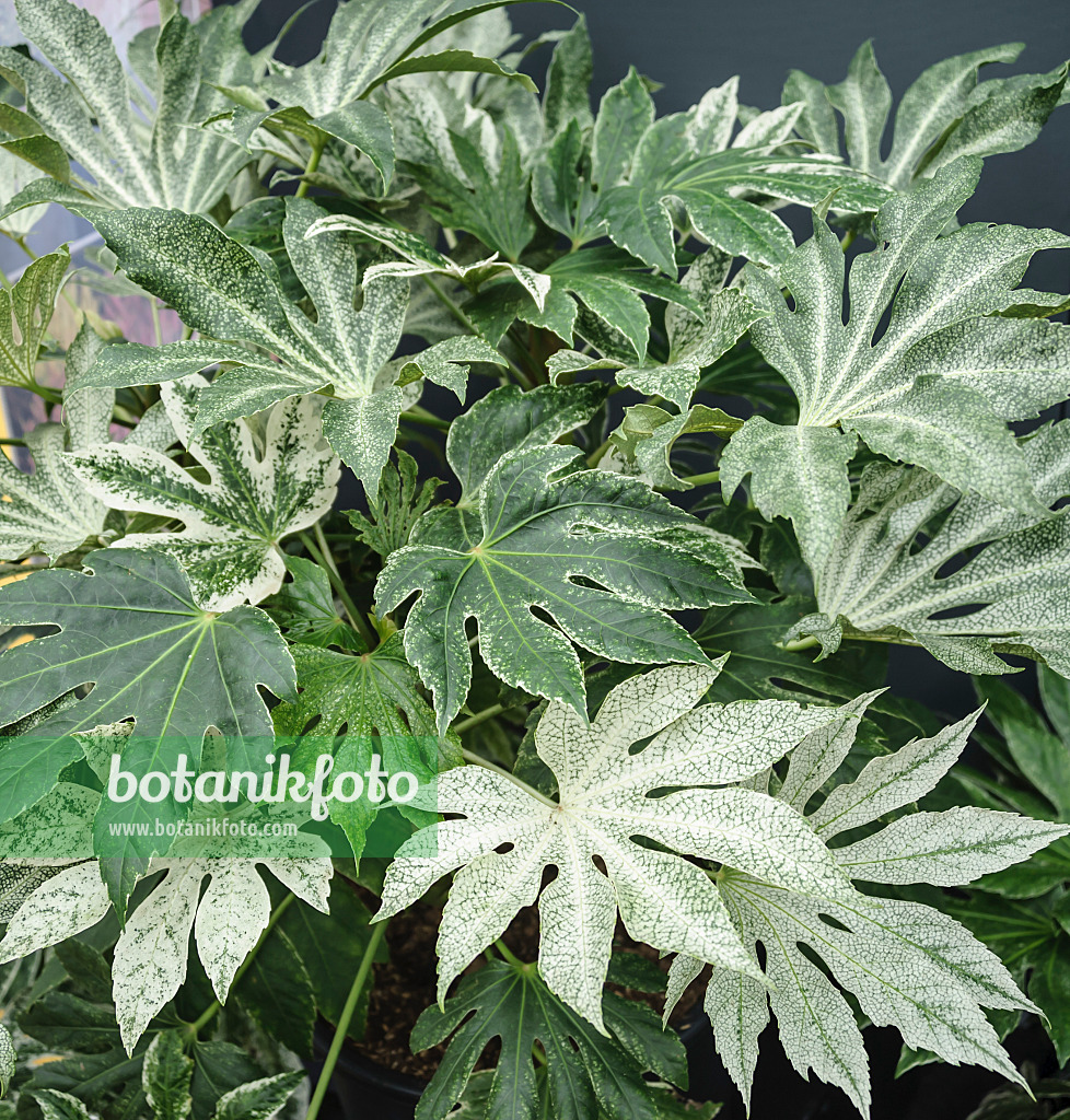 535275 - Fatsie du Japon (Fatsia japonica 'Spiders Web')