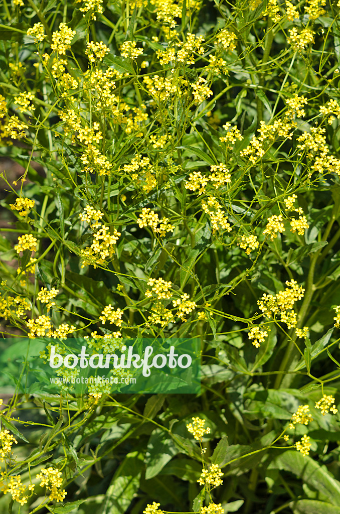 533212 - Fausse roquette à feuilles de cresson (Erucastrum nasturtiifolium)