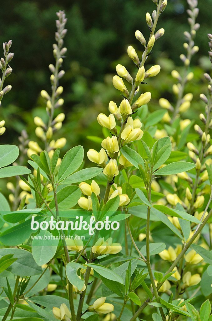 508162 - Faux indigotier (Baptisia Carolina Moonlight)
